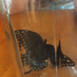 Meet your Posher, Dawn